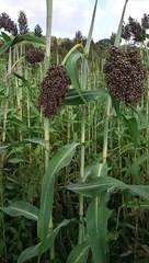 Kandıra Şeker Kamışı