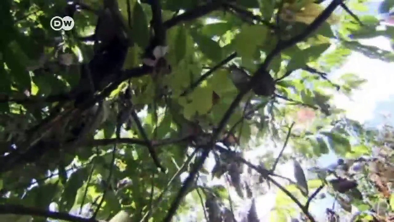 Ghana: Das bittere Geschäft mit dem Kakao | DW Nachrichten