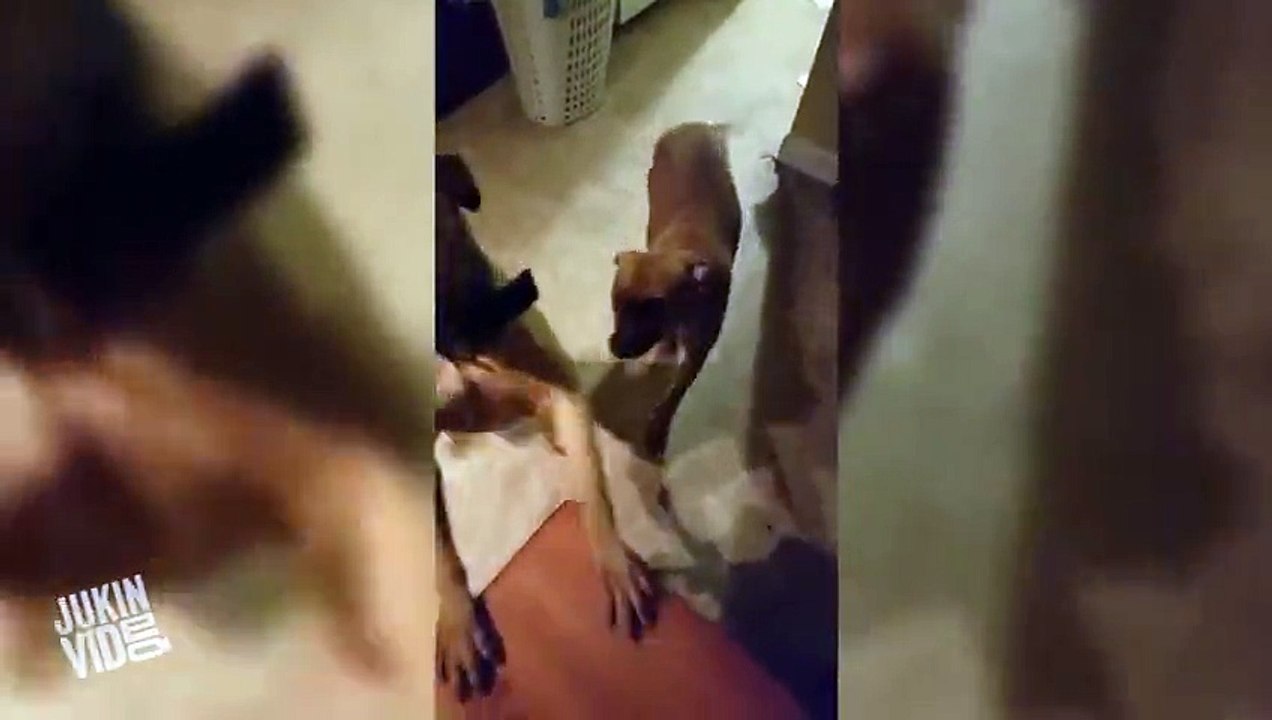 Guilty Dogs Won't Admit To Tearing Up Sweatpants
