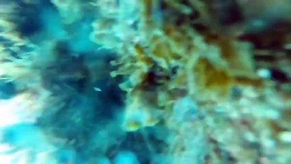 GoPro Ocean Rescue  Needle In A Haystack