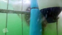 Great White Shark Attacks Metal Cage  Shark Bait