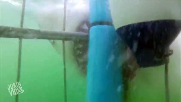 Great White Shark Attacks Metal Cage Shark Bait