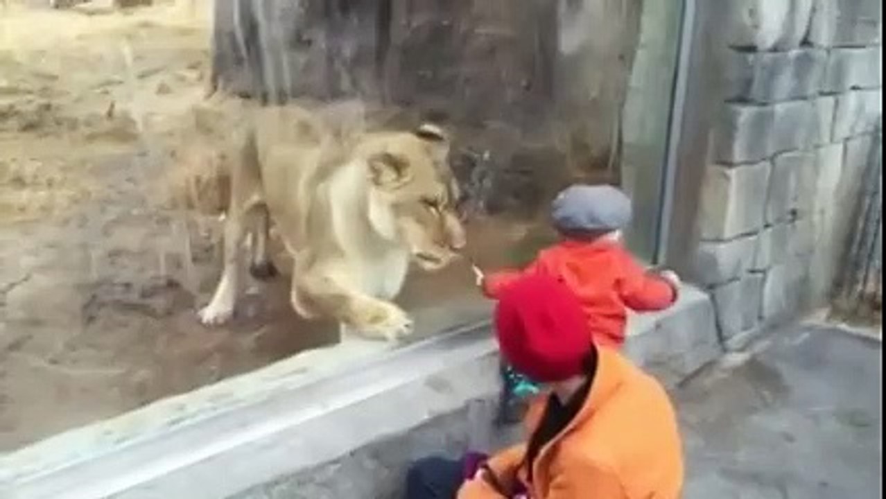 Малыш и лев в зоопарке играют через стекло!