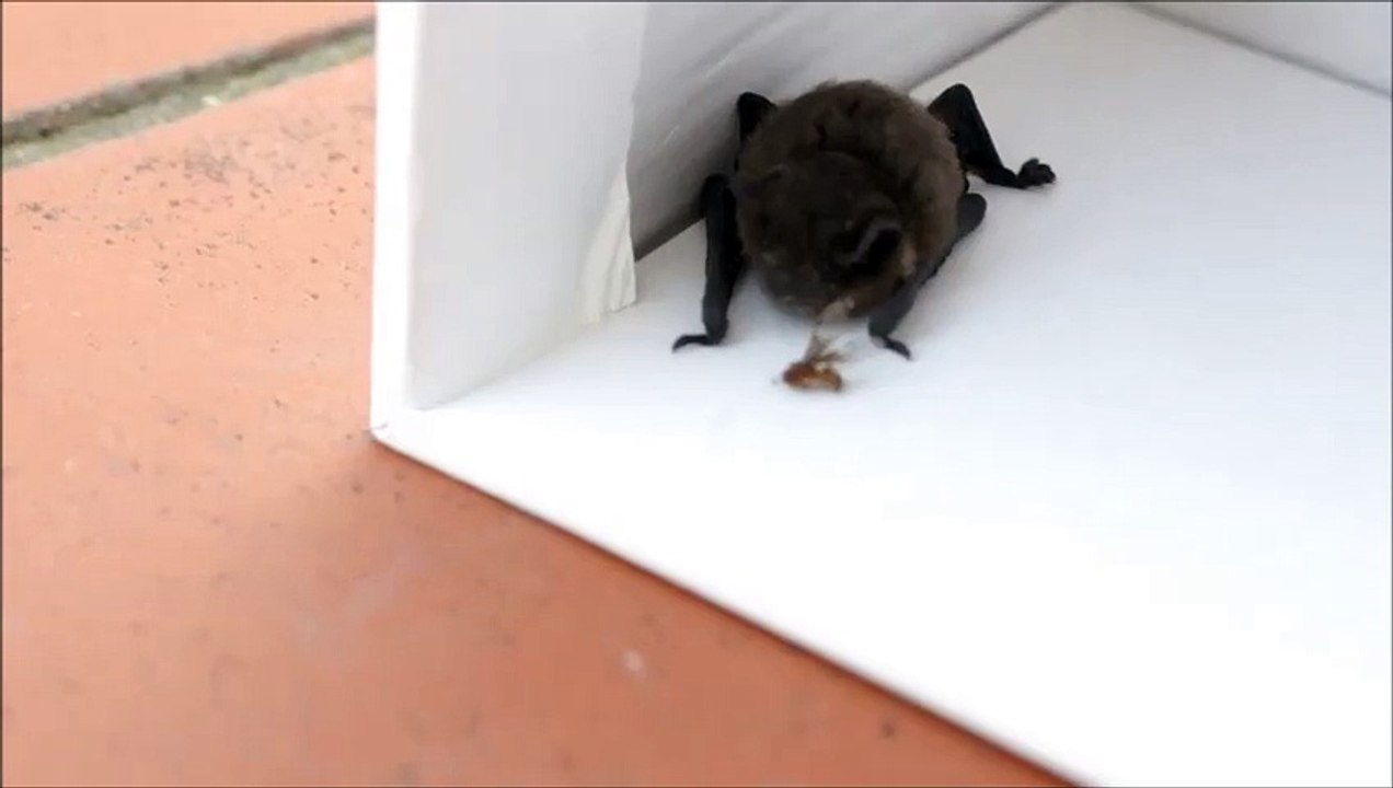 Knuffig der Homi sagt good bye