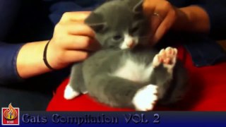 Awesome Cats Compilation Funny Moments with Cats