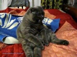 Кот смотрит телик