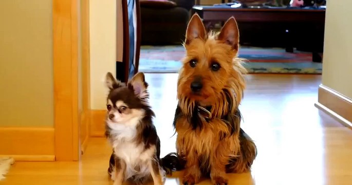 Кто нашкодил на кухне