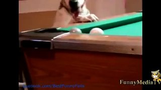 Amazing Dog Plays Billards With Wonderful Skills