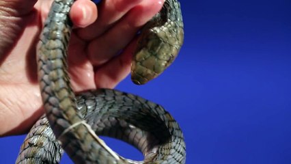 Diary of A Snakebite