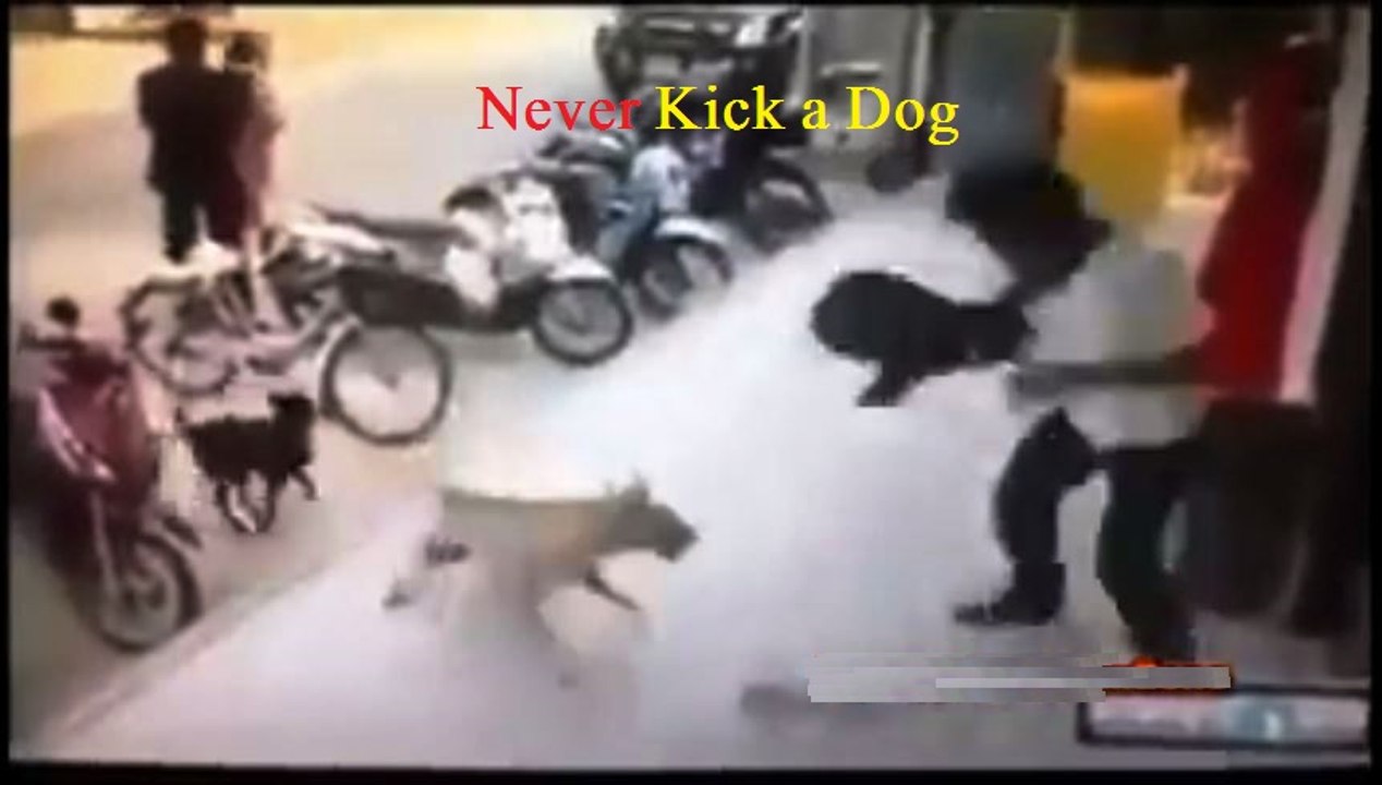 Real Funny Moments of Life - Best Funny Video - Never Kick A Dog - LOL
