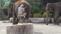 Elephant Circus Riding Stunt Fail - LOL