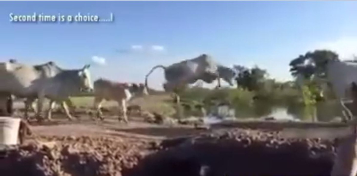 Cows Trapped on a Pull - How they React - Second Time is a choice - Amazing Video