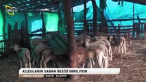 ÇOBANLA BAŞBAŞA 20 Recep Turhan Koyun Çobanı Süleymanlı Köyü 5372172747 MANYAS-BALIKESİR