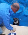 Koala Doesn't Want to Get Out of the Pool