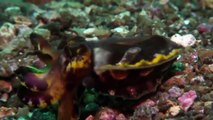 animal planet documentary hd - national geographic documentary - ocean giant squid documentary