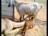 Goat Feeding Milk to Baby Camel