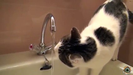 funny videos cats besta