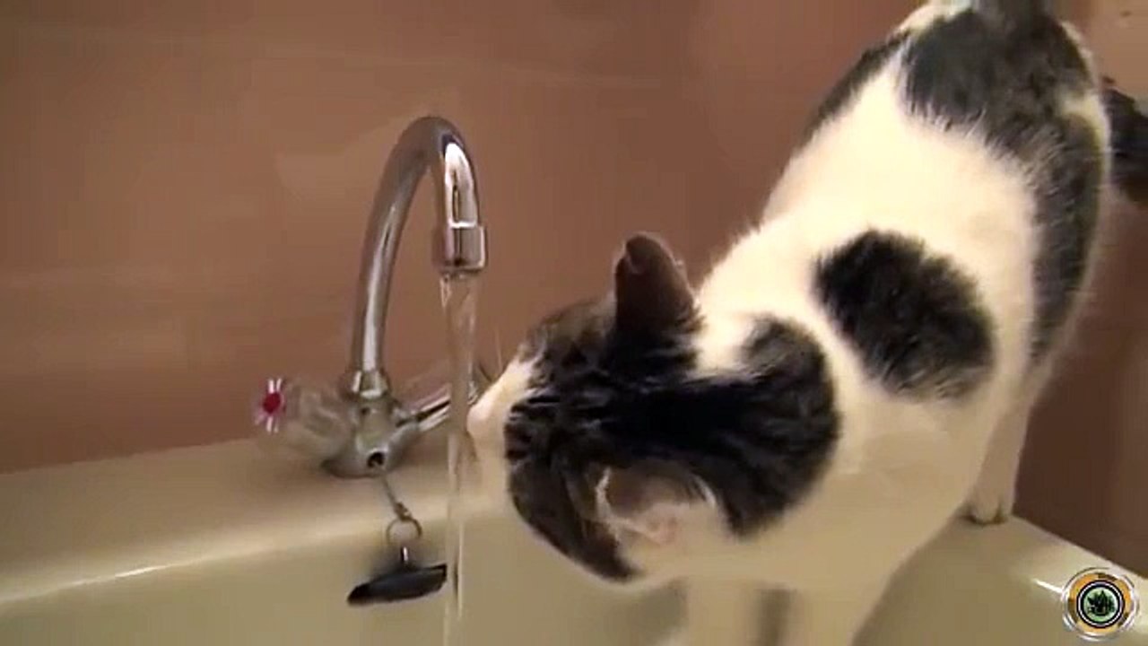 funny videos cats besta