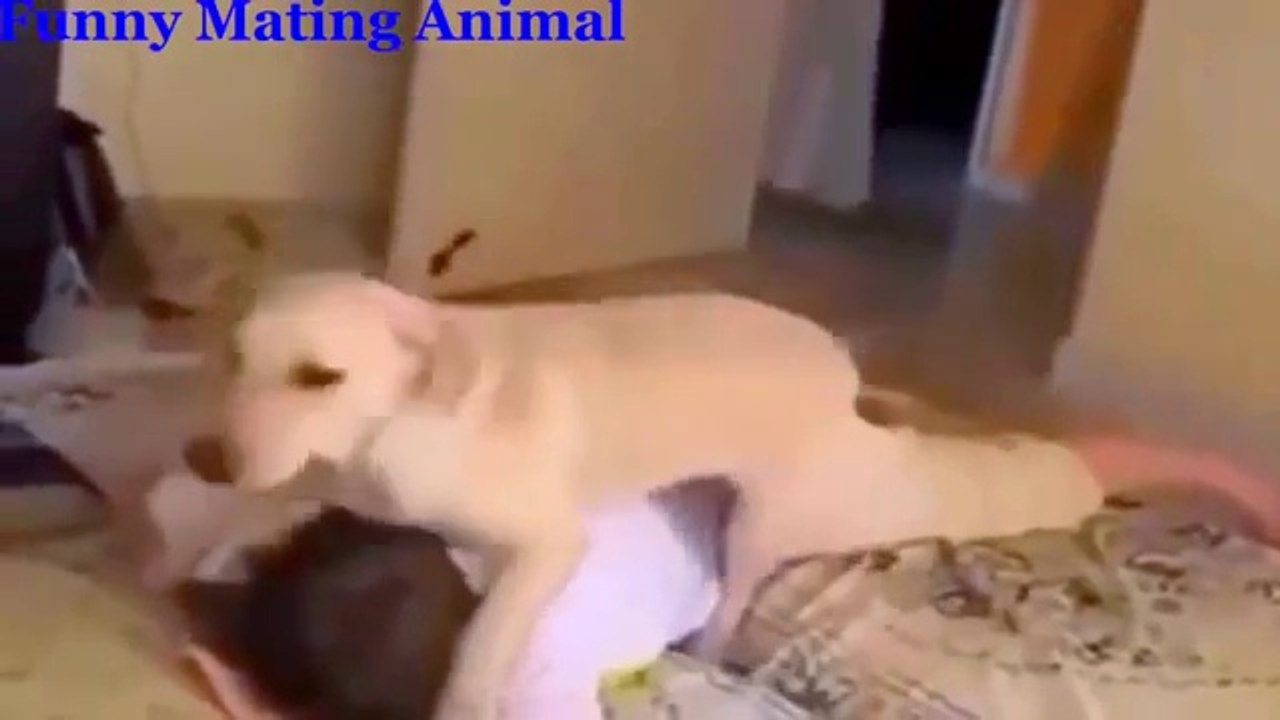 Funny Videos - Animal Mating - Funny prank - Animals matings compilation 2015 part1