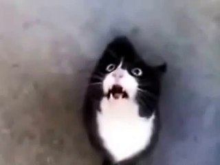 funny videos cats talking