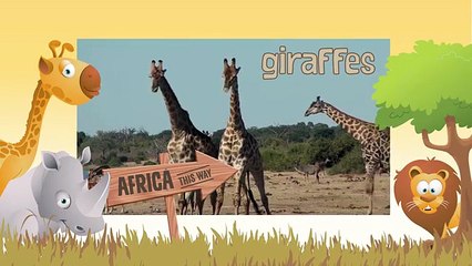 GIRAFFE: Animals for children. Kids videos. Kindergarten | Preschool learning