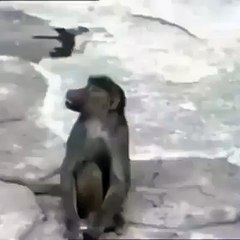 Must watch a monkey bathing with soap like a man,
