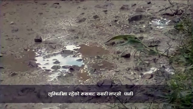 Water falling from trees in Lumbini,Most visited Tourist Destination in Eartern Nepal