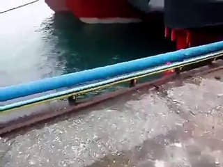 Man Jumps Into Freezing Water To Rescue Crying Kitten