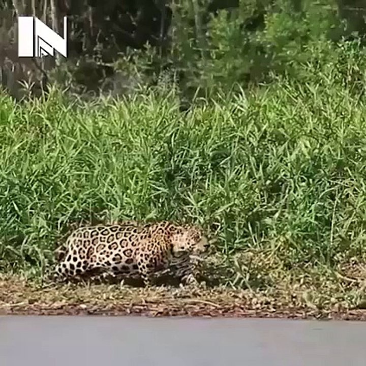 Tiger vs Crocodile ( Amazing Fight )