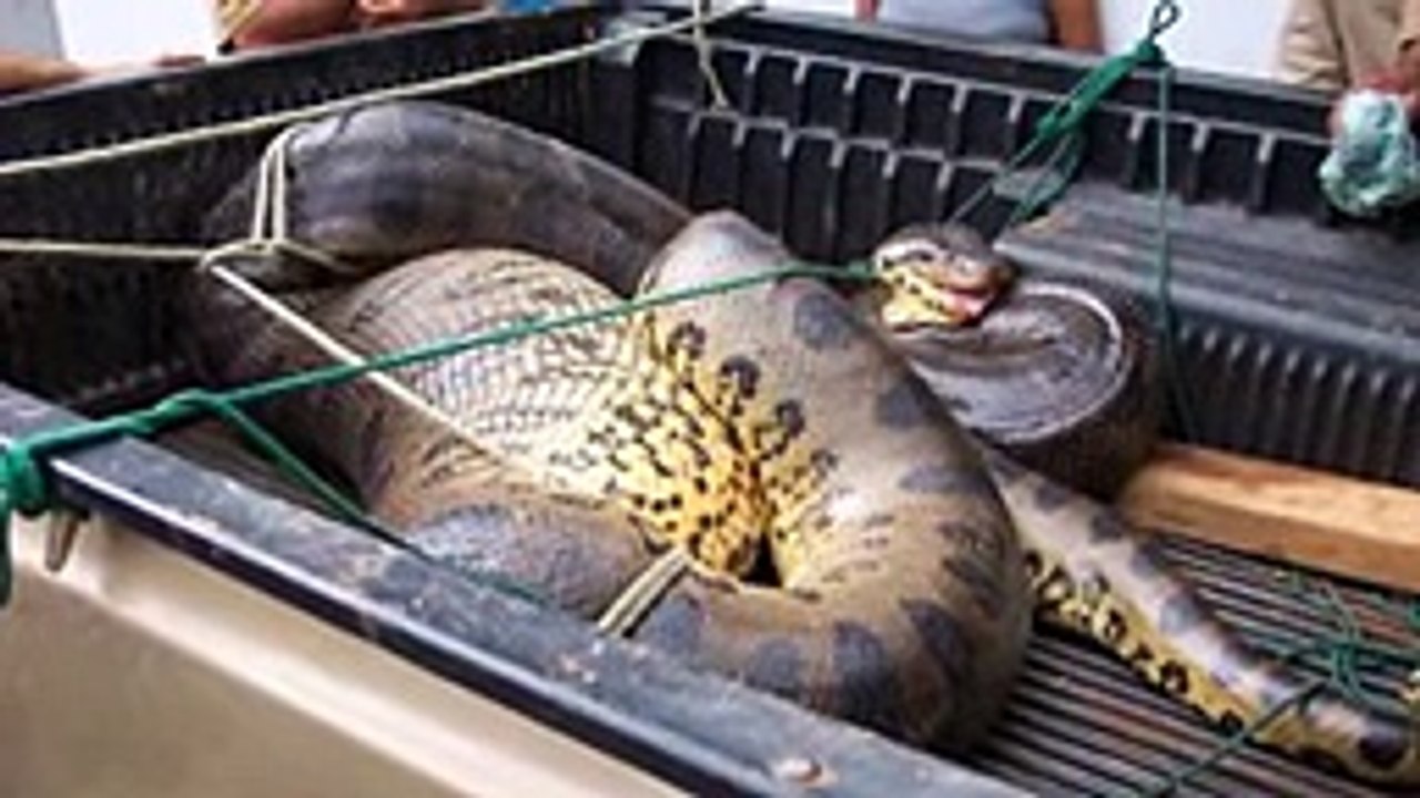 Giants Worlds Biggest Things You never seen These Things before... Amazing Video Must Watch Part 5