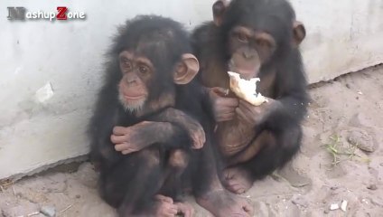 Funny Monkey Videos - A Funny Monkeys Compilation