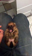 Mong Wanted Diary Lazy Cute Puppy