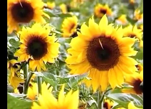 Jab-Tum-Aa-Jaate-Ho-Samne-Mirza-Shahzad