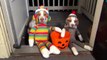 Cats and dogs wearing Halloween costumes Funny and cute animal compilation