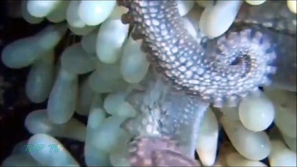 Amazing Baby Squid Egg Hatching Video