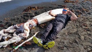 Giant Squid With 16 Feet Long Tentacles New Zealand Beach