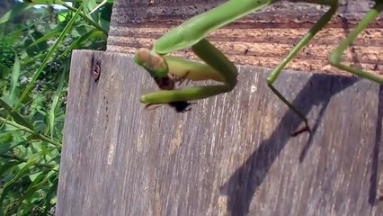 Богомол пожирает пчел из улья