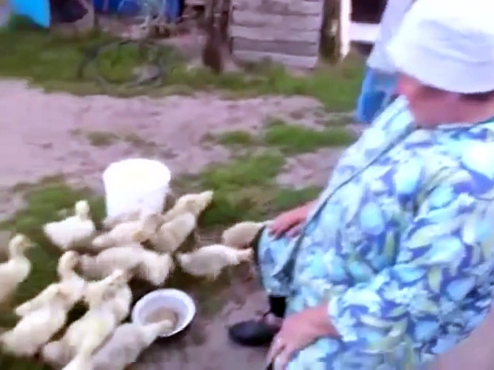 Гуси строятся, главное дисциплина