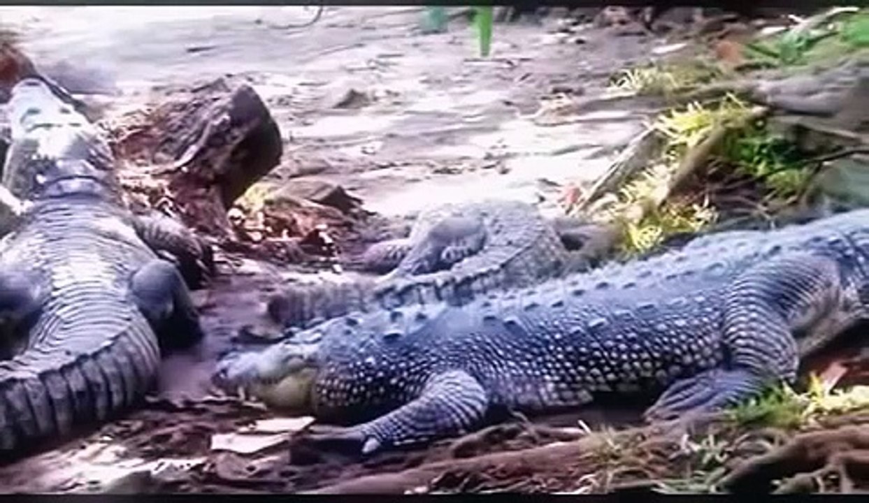 snake attack the crocodile