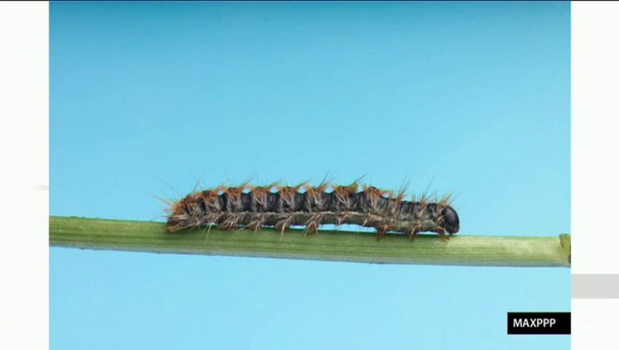 "Du paintball contre l'invasion des chenilles processionnaires" (Planète Environnement)