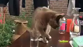 bad cat owner.  cat sugaring his cup and he took it away so rude