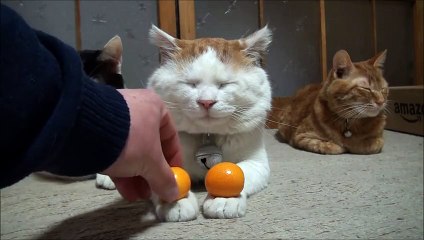 Muazzam Keskinlikteki Bıçak - Komik videolar - Funny videos