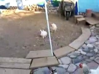 Les poulets a Sarko