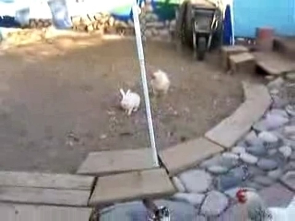 Les poulets a Sarko