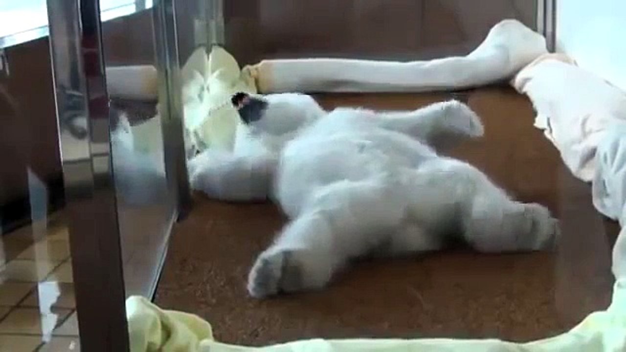 Самый милый Медвежонок УМКА, ми-ми-ми ))