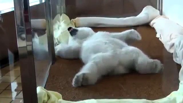 Самый милый Медвежонок УМКА, ми-ми-ми ))