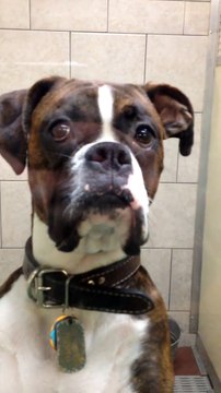 Ce chien en veut beaucoup à son maitre de l'avoir laissé là!