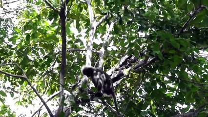 Awesome Funny Chinese Speaking with Monkey _ Funny Videos 2015