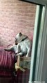 Bulldog Gets Caught Red Handed _ Funny Videos 2015