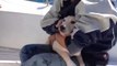 Un pecheur italien sauve un chien de la noyade en pleine mer.